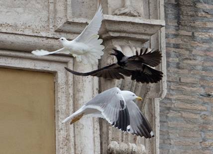 Dove_2.jpg